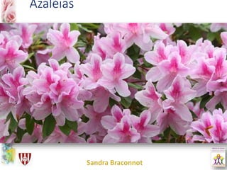 Azaléias