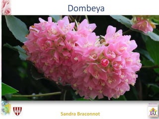 Dombeya