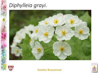 Diphylleia grayi.
