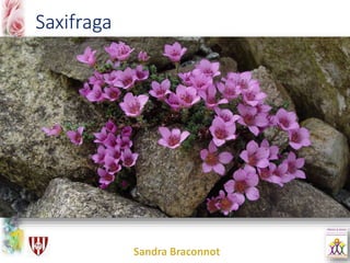Saxifraga