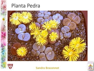 Planta Pedra