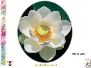Flor de Lótus