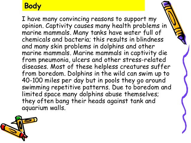 essay introduction about dolphins