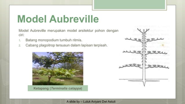 Model Arsitektur Pohon | PPT