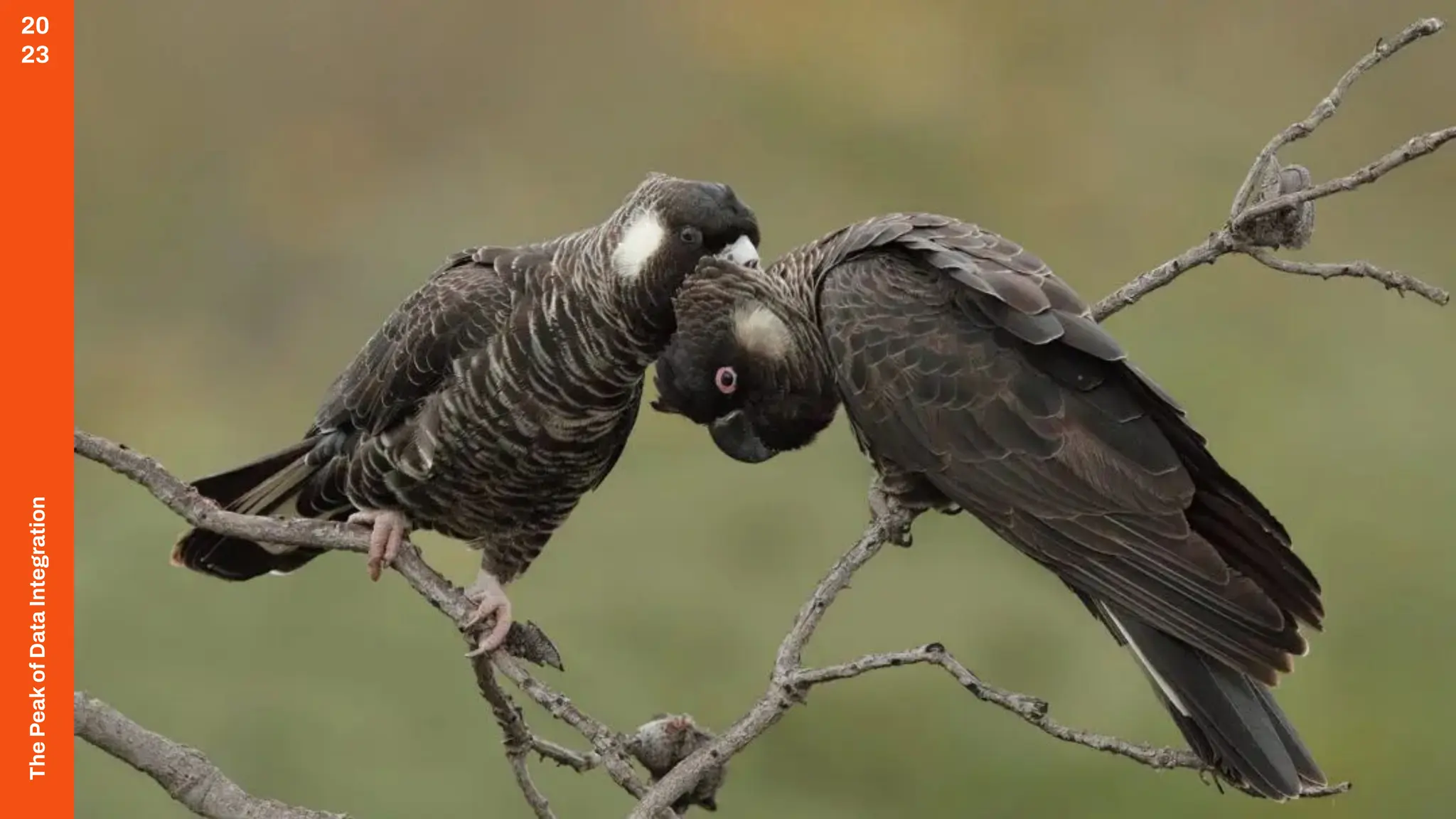 The
Peak
of
Data
Integration
20
23
 