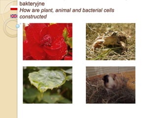 bakteryjne
How are plant, animal and bacterial cells
constructed

 