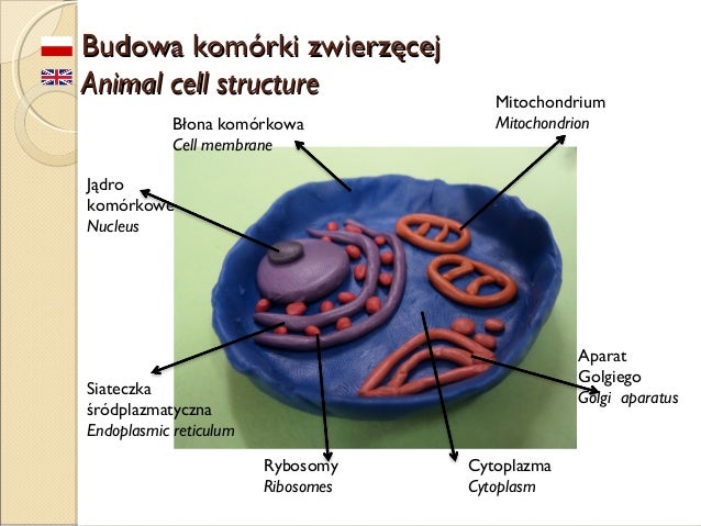 Modele komórek