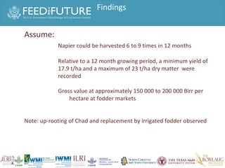 Experiences irrigated forages 