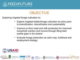 Experiences irrigated forages 