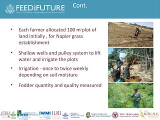 Experiences irrigated forages 