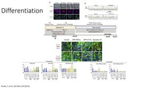 Differentiation
Kondo, T. et al. Cell Stem Cell (2013).
 