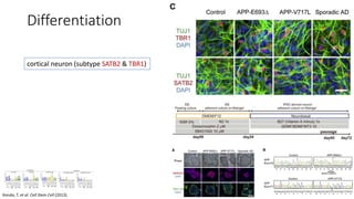 Differentiation
Kondo, T. et al. Cell Stem Cell (2013).
cortical neuron (subtype SATB2 & TBR1)
 