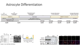 Astrocyte Differentiation
Kondo, T. et al. Cell Stem Cell (2013).
 
