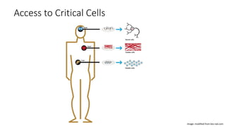 Access to Critical Cells
Image: modified from bio-rad.com
 