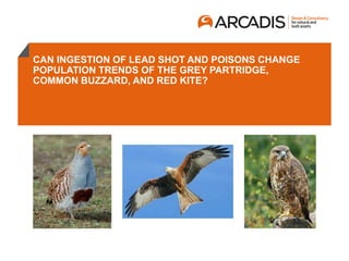 CAN INGESTION OF LEAD SHOT AND POISONS CHANGE
POPULATION TRENDS OF THE GREY PARTRIDGE,
COMMON BUZZARD, AND RED KITE?
 