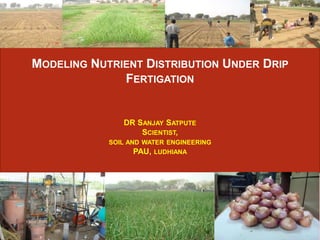 MODELING NUTRIENT DISTRIBUTION UNDER DRIP
FERTIGATION
DR SANJAY SATPUTE
SCIENTIST,
SOIL AND WATER ENGINEERING
PAU, LUDHIANA
 