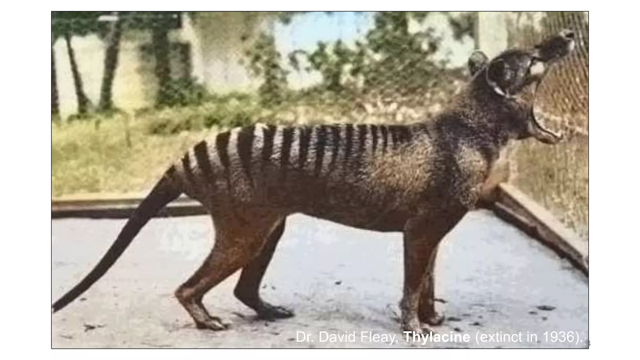 14
Dr. David Fleay, Thylacine (extinct in 1936).
 