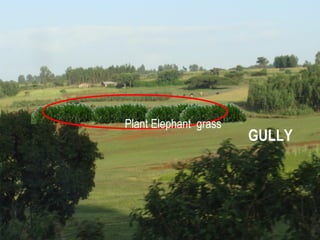 Management for reducing soil loss




                   Plant Elephant grass
                                          GULLY
     Treat Degraded Area where runoff is generated
 