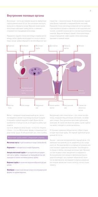 Внутренние половые органы
Матка — непарный полый мышечный орган, распо-
лагающийся в малом тазу между мочевым пузырем
(спереди) и прямой кишкой (сзади). Длина матки
колеблется от 6,0 до 7,5 см, из которых на шейку при-
ходится
2,5–3 см. Ширина в области дна — 4–5,5 см, толщина
стенок — 1–2 см. Матка имеет форму сплющенной спе-
реди назад груши. В ней различают дно, тело и шейку.
Внутренний слой стенки матки — это слизистая обо-
лочка, покрытая мерцательным эпителием, не имею-
щая складок. Она пронизана простыми трубчатыми
железами. В слизистой оболочке шейки, кроме трубча-
тых желез, находятся слизистые железы.
От боковых поверхностей дна матки с обеих сторон
отходят маточные трубы. Это парный трубчатый орган
длиной 10–12 см.
Яичник — женская половая железа, парный орган. Это
овальное тело длиной 2,5 см, шириной 1,5 см, толщи-
ной 1 см. Яичники являются основным источником жен-
ских половых гормонов в организме. Они находятся
по бокам от матки, на концах маточных труб. Яичники
состоят из двух слоев: внутреннего и наружного.
Во внутреннем слое находятся фолликулы (своего
рода контейнеры, где созревает яйцеклетка). Коли-
чество фолликулов закладывается еще до рождения
и в течение жизни они только тратятся, не восстанав-
ливаясь.
Влагалище — легко растяжимая мышечно-фиброзная
трубка длиной около 10 см. Оно несколько изогнуто,
выпуклость обращена назад. Верхним своим краем
влагалище охватывает шейку матки, а нижним —
открывается в преддверие влагалища.
Передняя и задняя стенки влагалища соприкасаются
между собой. Шейка матки вдается в полость влага-
лища, вокруг шейки образуется желобообразное про-
странство — свод влагалища. В нем различают задний
свод (более глубокий) и передний (более плоский).
Передняя стенка влагалища в верхней части прилежит
к дну мочевого пузыря и отделена от него рыхлой клет-
чаткой, а нижней соприкасается с мочеиспускательным
каналом. Верхняя четверть задней стенки влагалища
покрыта брюшиной; ниже задняя стенка влагалища
прилежит к прямой кишке.
Маточная труба имеет следующие отделы:
Маточная часть — расположена в толще стенки матки,
Перешеек — находится в складке брюшины,
Ампула маточной трубы — латеральная расширен-
ная часть трубы, следующая за перешейком (на нее
приходится около половины длины трубы)
Воронка трубы — конечное воронкообразное расши-
рение,
Фимбрии — многочисленные отростки неправильной
формы по краям воронки.
Желтое
тело
Воронка
Фимбриальный
отдел маточной
трубы
Влагалище
Фимбрии
Наружный
зев
Маточная
труба
Канал шейки
матки
Дно матки
Внутренний
зев
Полость
матки
Слизистая
оболочка
матки
Связка
яичника
Яичник
8
 