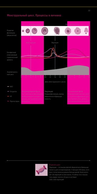 Фолликулярная фаза
Рост нескольких фолликулов,
выбор доминантного фол-
ликула, рост доминантного
фолликула.
Овуляция
Разрыв фолликула, выход
яйцеклетки в брюшную
полость.
Лютеиновая фаза
Формирование желтого тела
из «пустого» фолликула, рас-
цвет желтого тела. регресс
(рассасывание) желтого тела.
Развитие
фолликула
(яйцеклетки)
Гипофизный
и яичниковый
гормональный
уровень
Фазы фолликула
Менструация
ФСГ
Эстроген
ЛГ
Прогестерон
Фазы желтого тела
Менструальный цикл. Процессы в яичнике
Эндометриаль-
ный цикл
День менструального цикла
0 842 10 12 14 16 18 20 22 24 26 286
Овуляция
В десять раз
Овуляция — это выход зрелой яйцеклетки в брюшную
полость для оплодотворения. У женщин XIX века, кото-
рые статистически рожали больше детей, было всего
40–50 овуляций за всю жизнь. А сейчас этот показа-
тель вырос почти в 10 раз и составил
400–500 овуляций!
12
 
