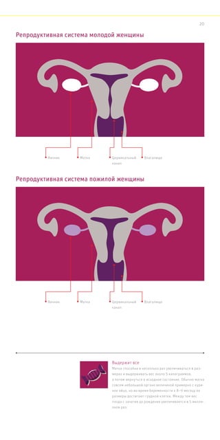 Репродуктивная система молодой женщины
Репродуктивная система пожилой женщины
Выдержит все
Матка способна в несколько раз увеличиваться в раз-
мерах и выдерживать вес около 5 килограммов,
а потом вернуться в исходное состояние. Обычно матка
совсем небольшой органо величиной примерно с кури-
ное яйцо, но во время беременности к 8–9 месяцу ее
размеры достигают грудной клетки. Между тем вес
плода с зачатия до рождения увеличивается в 5 милли-
онов раз.
Яичник Матка
Яичник Матка
Цервикальный
канал
Влагалище
Цервикальный
канал
Влагалище
20
 