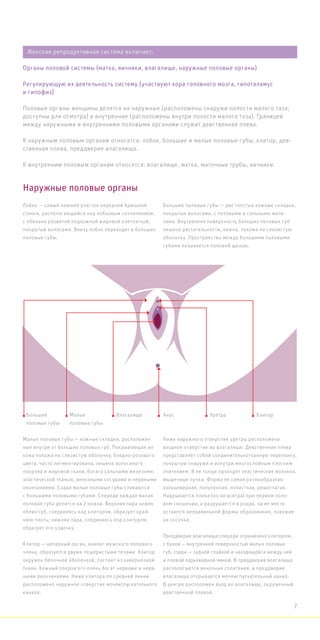 Малые половые губы — кожные складки, расположен
ные внутри от больших половых губ. Покрывающая их
кожа похожа на слизистую оболочку, бледно-розового
цвета, часто пигментирована, лишена волосяного
покрова и жировой ткани, богата сальными железами,
эластической тканью, венозными сосудами и нервными
окончаниями. Сзади малые половые губы сливаются
с большими половыми губами. Спереди каждая малая
половая губа делится на 2 ножки. Верхняя пара ножек
обеих губ, соединяясь над клитором, образует край-
нюю плоть; нижняя пара, соединяясь под клитором,
образует его уздечку.
Клитор — непарный орган, аналог мужского полового
члена, образуется двумя пещеристыми телами. Клитор
окружен белочной оболочкой, состоит из кавернозной
ткани. Кожный покров его очень богат нервами и нерв-
ными окончаниями. Ниже клитора по средней линии
расположено наружное отверстие мочеиспускательного
канала.
Ниже наружного отверстия уретры расположено
входное отверстие во влагалище. Девственная плева
представляет собой соединительнотканную перепонку,
покрытую снаружи и изнутри многослойным плоским
эпителием. В ее толще проходят эластические волокна,
мышечные пучки. Форма ее самая разнообразная:
кольцевидная, полулунная, лопастная, решетчатая.
Надрывается плева (но не всегда) при первом поло-
вом сношении, а разрушается в родах. на ее месте
остаются неправильной формы образования, похожие
на сосочки.
Преддверие влагалища спереди ограничено клитором,
с боков — внутренней поверхностью малых половых
губ, сзади — задней спайкой и находящейся между ней
и плевой ладьевидной ямкой. В преддверии влагалища
располагаются венозные сплетения, в преддверие
влагалища открывается мочеиспускательный канал.
В центре расположен вход во влагалище, окруженный
девственной плевой.
Наружные половые органы
Лобок — самый нижний участок передней брюшной
стенки, располагающийся над лобковым сочленением,
с обильно развитой подкожной жировой клетчаткой,
покрытый волосами. Внизу лобок переходит в большие
половые губы.
Большие половые губы — две толстые кожные складки,
покрытые волосами, с потовыми и сальными желе-
зами. Внутренняя поверхность больших половых губ
лишена растительности, нежна, похожа на слизистую
оболочку. Пространство между большими половыми
губами называется половой щелью.
Половые органы женщины делятся на наружные (расположены снаружи полости малого таза;
доступны для осмотра) и внутренние (расположены внутри полости малого таза). Границей
между наружными и внутренними половыми органами служит девственная плева.
К наружным половым органам относятся: лобок, большие и малые половые губы, клитор, дев-
ственная плева, преддверие влагалища.
К внутренним половым органам относятся: влагалище, матка, маточные трубы, яичники.
Женская репродуктивная система включает:
Органы половой системы (матка, яичники, влагалище, наружные половые органы)
Регулирующую их деятельность систему (участвуют кора головного мозга, гипоталамус
и гипофиз)
Большие
половые губы
Малые
половые губы
Влагалище Анус Уретра Клитор
7
 