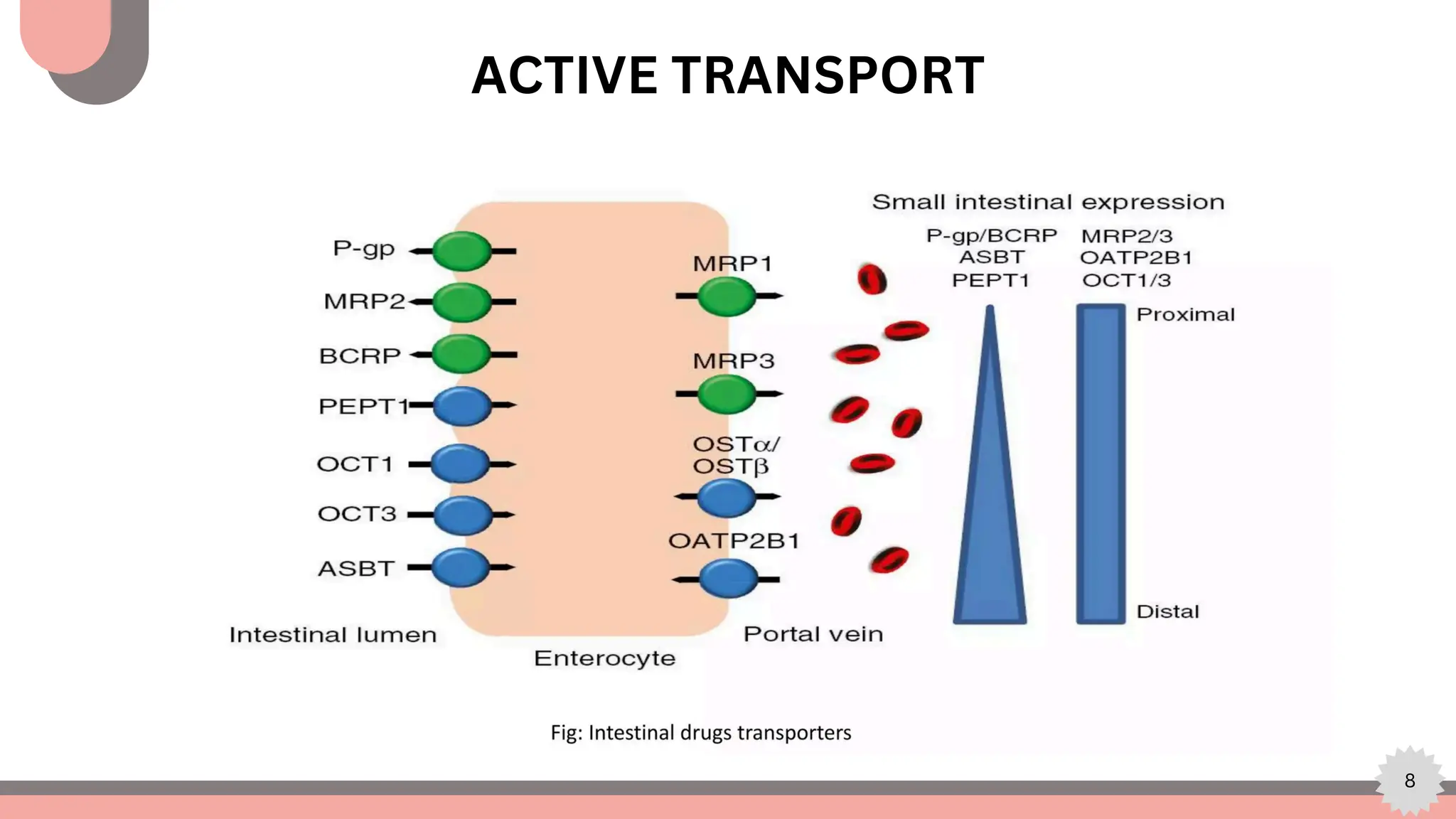 8
ACTIVE TRANSPORT
 
