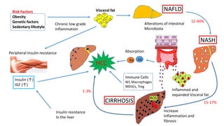 Risk Factors
Obesity
Genetic factors
Sedentary lifestyle
Fe
Peripheral Insulin resistance
Insulin (↑)
IGF (↑)
Insulin resistance
In the liver
Increase
Inflammation and
fibrosis
Inflammed and
expanded Visceral fat
Visceral fat
Absorption
Chronic low grade
inflammation
Alterations of Intestinal
Microbiota
cu
ROS
NAFLD
CIRRHOSIS
NASH
HCC
12-40%
15-17%
1-3%
Immune Cells
M1 Macrophages
MDSCs, Treg
 