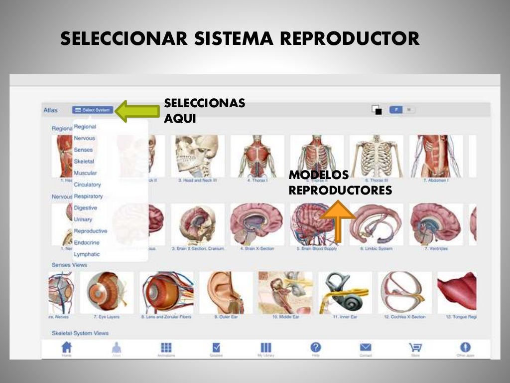 human anatomy atlas descargar human anatomy atlas descargar