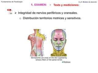 Ø  Integridad de nervios periféricos y craneales.
o  Distribución territorios motrices y sensitivos.
1.  EXAMEN: •  Tests y mediciones:
Fundamentos de Fisioterapia 8 y 9. Modelo de atención
 