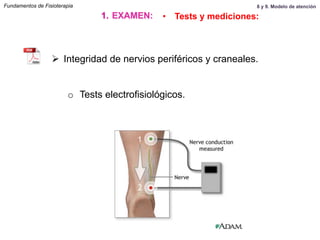 Ø  Integridad de nervios periféricos y craneales.
o  Tests electrofisiológicos.
Fundamentos de Fisioterapia
1.  EXAMEN: •  Tests y mediciones:
8 y 9. Modelo de atención
 