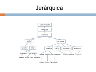 Jerárquica
 