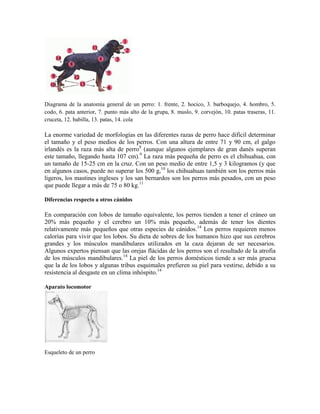 Diagrama de la anatomía general de un perro: 1. frente, 2. hocico, 3. barboquejo, 4. hombro, 5.
codo, 6. pata anterior, 7. punto más alto de la grupa, 8. muslo, 9. corvejón, 10. patas traseras, 11.
cruceta, 12. babilla, 13. patas, 14. cola

La enorme variedad de morfologías en las diferentes razas de perro hace difícil determinar
el tamaño y el peso medios de los perros. Con una altura de entre 71 y 90 cm, el galgo
irlandés es la raza más alta de perro8 (aunque algunos ejemplares de gran danés superan
este tamaño, llegando hasta 107 cm).9 La raza más pequeña de perro es el chihuahua, con
un tamaño de 15-25 cm en la cruz. Con un peso medio de entre 1,5 y 3 kilogramos (y que
en algunos casos, puede no superar los 500 g,10 los chihuahuas también son los perros más
ligeros, los mastines ingleses y los san bernardos son los perros más pesados, con un peso
que puede llegar a más de 75 o 80 kg.11

Diferencias respecto a otros cánidos

En comparación con lobos de tamaño equivalente, los perros tienden a tener el cráneo un
20% más pequeño y el cerebro un 10% más pequeño, además de tener los dientes
relativamente más pequeños que otras especies de cánidos.14 Los perros requieren menos
calorías para vivir que los lobos. Su dieta de sobres de los humanos hizo que sus cerebros
grandes y los músculos mandibulares utilizados en la caza dejaran de ser necesarios.
Algunos expertos piensan que las orejas flácidas de los perros son el resultado de la atrofia
de los músculos mandibulares.14 La piel de los perros domésticos tiende a ser más gruesa
que la de los lobos y algunas tribus esquimales prefieren su piel para vestirse, debido a su
resistencia al desgaste en un clima inhóspito.14

Aparato locomotor




Esqueleto de un perro
 