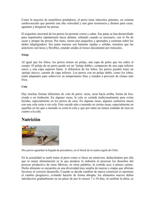 Como la mayoría de mamíferos predadores, el perro tiene músculos potentes, un sistema
cardiovascular que permite una alta velocidad y una gran resistencia y dientes para cazar,
aguantar y desgarrar las presas.

El esqueleto ancestral de los perros les permite correr y saltar. Sus patas se han desarrollado
para impulsarlos rápidamente hacia delante, saltando cuando es necesario, con el fin de
cazar y atrapar las presas. Por tanto, tienen pies pequeños y apretados y caminan sobre los
dedos (digitígrados). Sus patas traseras son bastante rígidas y sólidas, mientras que las
anteriores son laxas y flexibles, estando unidas al tronco únicamente por músculos.

Pelaje

Al igual que los lobos, los perros tienen un pelaje, una capa de pelos que los cubre el
cuerpo. El pelaje de un perro puede ser un "pelaje doble», compuesto de una capa inferior
suave y una capa superior basta. A diferencia de los lobos, los perros pueden tener un
«pelaje único», carente de capa inferior. Los perros con un pelaje doble, como los lobos,
están adaptados para sobrevivir en temperaturas frías y tienden a provenir de climas más
fríos.

Cola

Hay muchas formas diferentes de cola de perro: recta, recta hacia arriba, forma de hoz,
rizada o en tirabuzón. En algunas razas, la cola es cortada tradicionalmente para evitar
heridas, especialmente en los perros de caza. En algunas razas, algunos cachorros nacen
con una cola corta o sin cola. Esto sucede más a menudo en ciertas razas, especialmente en
aquellas en las que a menudo se corta la cola y que por tanto no tienen estándar de raza en
cuanto a la cola.

Nutrición




Dos perros aguardan la llegada de pescadores, en el litoral de la cuarta región de Chile.

En la actualidad se suele tratar al perro como si fuese un omnívoro, deduciéndose por ello
que la mejor alimentación es la que produce la industria al procesar los desechos del
proceso productivo de otras fábricas, en otras palabras, la comida seca o pienso canino.
Dicho alimento se encuentra en una diversidad muy amplia de marcas y etapas que afirman
favorece el correcto desarrollo. Cuando se decide cambiar de marca comercial es oportuno
el cambio progresivo, evitando hacerlo de forma abrupta; los alimentos nuevos deben
introducirse gradualmente en un plazo de por lo menos 7 a 10 días, al cambiar la dieta, es
 