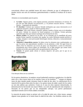 conveniente ofrecer una cantidad menor del nuevo alimento ya que al sobrepasarse se
pueden iniciar una serie de trastornos gastrointestinales o también el rechazo de la nueva
dieta.

Alimentos no recomendados para los perros

      La leche: Algunos perros, como algunas personas, presentan intolerancia a la lactosa. Es
       por ello que debe dárseles con precaución, y, a la primera reacción adversa —vómitos,
       diarrea— suspenderla de inmediato.
      El chocolate: Contiene una sustancia llamada teobromina que causa intoxicación en el
       organismo del perro y puede ser fatal en grandes dosis.18
      Golosinas: Tales como frituras, caramelos, galletas; tienden a formar sarro en la dentadura
       del perro. Además los azúcares les hacen propensos a la diabetes. Existen golosinas
       especiales para ellos que inclusive protegen de la formación de sarro.
      Huesos cocidos: En especial los de pollo. Al ser triturados por la mandíbula del perro
       pueden formar esquirlas con puntas muy agudas, las cuales fácilmente pueden perforar el
       esófago, intestino o recto provocando hemorragias internas, infección y consecuentemente
       mucho dolor.19
      Alimentos o desperdicios caseros: Se deben evitar los alimentos muy condimentados, ya
       que los perros son especialmente sensibles a la sal, pimienta y chile. De igual forma se
       deben evitar los alimentos con exceso de grasa. Los desperdicios o restos de alimentos,
       normalmente poco frescos deben ser eliminados. No se debe permitir que coman restos
       hallados en la calle, pues podría sufrir una gastroenteritis infecciosa.20
      Tomate: El tomate puede afectar el sistema digestivo del perro, por lo que no es
       recomendable.21


Reproducción




Una shar-pei china con sus cachorros

En los perros domésticos, la madurez sexual (pubertad) comienza a producirse a la edad de
entre seis y doce meses tanto en los machos como en las hembras,22 23 aunque en algunas
razas de gran tamaño puede retrasarse hasta la edad de dos años. La adolescencia de la
mayoría de los perros dura entre los doce y los quince meses de edad, a partir de los cuales
ya son más adultos que cachorros. Como en el caso de otras especies domesticadas, la
domesticación ha favorecido una mayor libido y un ciclo de reproducción más temprano y
frecuente en los perros que en sus antepasados salvajes. Los perros permanecen
reproductivamente activos hasta edades avanzadas.

La mayoría de perras tienen su primer celo a la edad de entre seis y doce meses, aunque
algunas razas grandes no lo tienen hasta la edad de dos años. Las hembras entran en celo
 