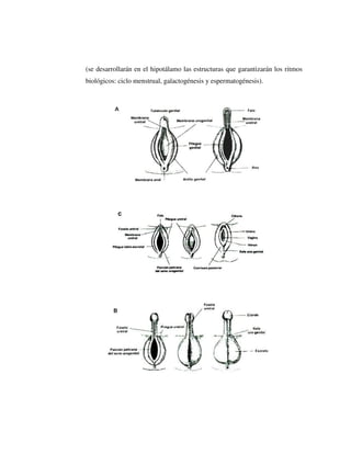 (se desarrollarán en el hipotálamo las estructuras que garantizarán los ritmos
biológicos: ciclo menstrual, galactogénesis y espermatogénesis).
 