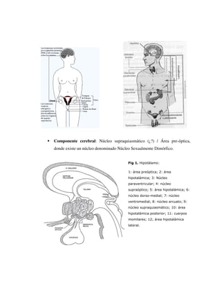 Componente cerebral: Núcleo supraquiasmático (¿?) / Área pre-óptica,
donde existe un núcleo denominado Núcleo Sexualmente Dimórfico.


                                       Fig 1. Hipotálamo:

                                       1: área preóptica; 2: área
                                       hipotalámica; 3: Núcleo
                                       paraventricular; 4: núcleo
                                       supraóptico; 5: área hipotalámica; 6:
                                       núcleo dorso-medial; 7: núcleo
                                       ventromedial; 8: núcleo arcuato; 9:
                                       núcleo supraquiasmático; 10: área
                                       hipotalámica posterior; 11: cuerpos
                                       momilares; 12; área hipotalámica
                                       lateral.
 