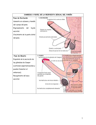 CAMBIOS A NIVEL DE LA RESPUESTA SEXUAL DEL VARÓN

Fase de Excitación

Aumento en volumen y tamaño

del cuerpo del pene.

Engrosamiento     del     tejido

escrotal.

Crecimiento de la punta distal

del pene.




Fase de Meseta

Expulsión de la secreción de

las glándulas de Cowper

(contienen espermatozoides y

pueden fomentar el

embarazo).

Recogimiento del saco

escrotal.




                                                                   7
 