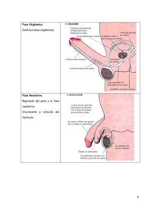 Fase Orgásmica

Contracciones orgásmicas.




Fase Resolutiva

Regresión del pene a la fase

resolutiva.

Crecimiento y rotación del

testículo.




                               8
 