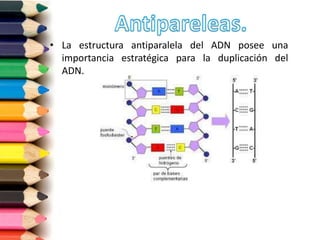 • La estructura antiparalela del ADN posee una
importancia estratégica para la duplicación del
ADN.
 