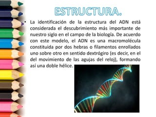 • La identificación de la estructura del ADN está
considerada el descubrimiento más importante de
nuestro siglo en el campo de la biología. De acuerdo
con este modelo, el ADN es una macromolécula
constituida por dos hebras o filamentos enrollados
uno sobre otro en sentido dextrógiro (es decir, en el
del movimiento de las agujas del reloj), formando
así una doble hélice.
 