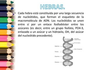 • Cada hebra está constituida por una larga secuencia
de nucleótidos, que forman el esqueleto de la
macromolécula de ADN. Los nucleótidos se unen
entre sí por un enlace fosfodiéster entre los
azúcares (es decir, entre un grupo fosfato, PO4-3,
enlazado a un azúcar y un hidroxilo, OH, del azúcar
del nucleótido precedente).
 
