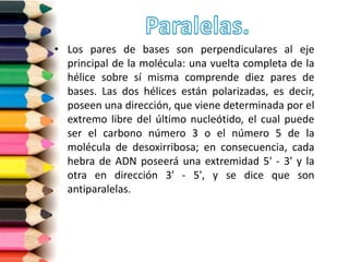 • Los pares de bases son perpendiculares al eje
principal de la molécula: una vuelta completa de la
hélice sobre sí misma comprende diez pares de
bases. Las dos hélices están polarizadas, es decir,
poseen una dirección, que viene determinada por el
extremo libre del último nucleótido, el cual puede
ser el carbono número 3 o el número 5 de la
molécula de desoxirribosa; en consecuencia, cada
hebra de ADN poseerá una extremidad 5' - 3' y la
otra en dirección 3' - 5', y se dice que son
antiparalelas.
 