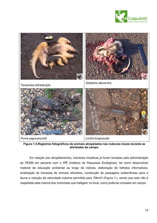 Didelphis albiventris
Tamandua tetradactyla




Puma yagouaroundi                               Lontra longicaudis
  Figura 1.5.Registros fotográficos de animais atropelados nas rodovias locais durante as
                                    atividades de campo.


      Em relação aos atropelamentos, inúmeras iniciativas já foram tomadas pela administração
do PEDM em parceria com o IPÊ (Instituto de Pesquisas Ecológicas), tal como desenvolver
material de educação ambiental ao longo da rodovia, elaboração de folhetos informativos,
sinalização de travessia de animais silvestres, construção de passagens subterrâneas para a
fauna e redução da velocidade máxima permitida para 70km/h (Figura 1.), sendo que esta não é
respeitada pela maioria dos motoristas que trafegam no local, como pode-se constatar em campo.




                                                                                            13
 