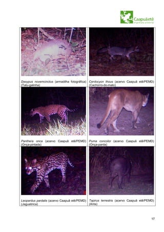 Dasypus novemcinctus (armadilha fotográfica) Cerdocyon thous (acervo Caapuã etê/PEMD)
(Tatu-galinha)                               (Cachorro-do-mato)




Panthera onca (acervo Caapuã etê/PEMD) Puma concolor (acervo Caapuã etê/PEMD)
(Onça-pintada)                         (Onça-parda)




Leopardus pardalis (acervo Caapuã etê/PEMD) Tapirus terrestris (acervo Caapuã etê/PEMD)
(Jaguatirica)                               (Anta)



                                                                                     17
 