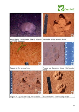 Hydrochoerus hydrochaeris (acervo Caapuã Pegada de Tapirus terrestris (Anta)
etê/PEMD) (Capivara)




Pegada de Eira bárbara (Irara)               Pegada de Cerdocyon thous (Cachorro-do-
                                             mato)




Pegada de Lepus europaeus (Lebre-européia)   Pegada de Puma concolor (Onça-parda)




                                                                                    18
 