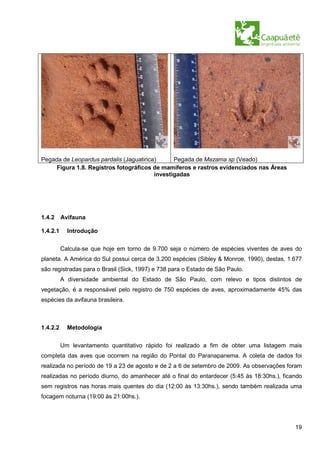 Pegada de Leopardus pardalis (Jaguatirica)      Pegada de Mazama sp (Veado)
     Figura 1.8. Registros fotográficos de mamíferos e rastros evidenciados nas Áreas
                                         investigadas




1.4.2     Avifauna

1.4.2.1     Introdução

          Calcula-se que hoje em torno de 9.700 seja o número de espécies viventes de aves do
planeta. A América do Sul possui cerca de 3.200 espécies (Sibley & Monroe, 1990), destas, 1.677
são registradas para o Brasil (Sick, 1997) e 738 para o Estado de São Paulo.
          A diversidade ambiental do Estado de São Paulo, com relevo e tipos distintos de
vegetação, é a responsável pelo registro de 750 espécies de aves, aproximadamente 45% das
espécies da avifauna brasileira.



1.4.2.2     Metodologia


          Um levantamento quantitativo rápido foi realizado a fim de obter uma listagem mais
completa das aves que ocorrem na região do Pontal do Paranapanema. A coleta de dados foi
realizada no período de 19 a 23 de agosto e de 2 a 6 de setembro de 2009. As observações foram
realizadas no período diurno, do amanhecer até o final do entardecer (5:45 às 18:30hs.), ficando
sem registros nas horas mais quentes do dia (12:00 às 13:30hs.), sendo também realizada uma
focagem noturna (19:00 às 21:00hs.).




                                                                                             19
 