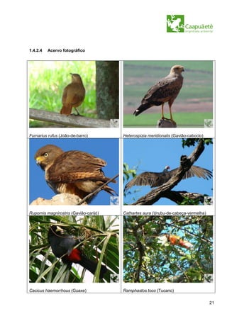 1.4.2.4   Acervo fotográfico




Furnarius rufus (João-de-barro)         Heterospizia meridionalis (Gavião-caboclo)




Rupornis magnirostris (Gavião-carijó)   Cathartes aura (Urubu-de-cabeça-vermelha)




Cacicus haemorrhous (Guaxe)             Ramphastos toco (Tucano)

                                                                                     21
 