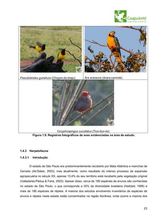 Pseudoleistes guirahuro (Chopim-do-brejo)        Ara ararauna (Arara-canindé)




                              Coryphospingus cucullatus (Tico-tico-rei)
            Figura 1.9. Registros fotográficos de aves evidenciadas na área de estudo.




1.4.3     Herpetofauna

1.4.3.1     Introdução


          O estado de São Paulo era predominantemente recoberto por Mata Atlântica e manchas de
Cerrado (Ab’Saber, 2003), mas atualmente, como resultado do intenso processo de expansão
agropecuária no século XX, apenas 13,4% do seu território está recoberto pela vegetação original
(Valladares-Pádua & Faria, 2003). Apesar disso, cerca de 180 espécies de anuros são conhecidas
no estado de São Paulo, o que corresponde a 35% da diversidade brasileira (Haddad, 1998) e
mais de 186 espécies de répteis. A maioria dos estudos envolvendo inventários de espécies de
anuros e répteis neste estado estão concentrados na região litorânea, onde ocorre a maioria dos



                                                                                             23
 