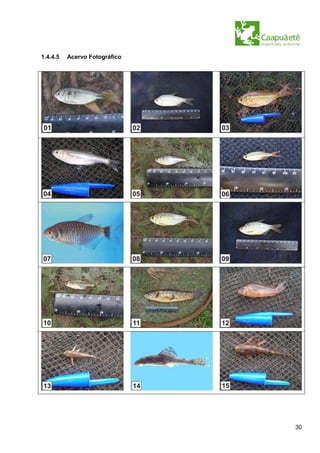 1.4.4.5   Acervo Fotográfico




                               30
 